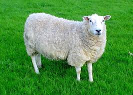 رفتار شناسی کاربردی گوسفند