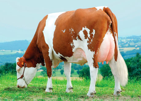 مدیریت تغذیه ای گاو های شیری