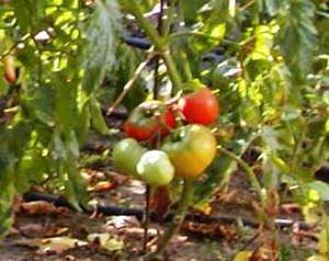 کاشت گلخانه اي گوجه, گوجه