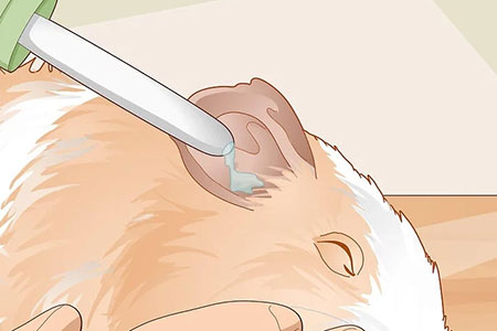 مراقبت از عفونت گوش خوكچه ي هندي,درمان عفونت گوش خوكچه ي هندي