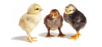 تأثیر اندازه تخم مرغ روی حرارت تولیدی و انتقال انرژی از تخم مرغ به جوجه ها