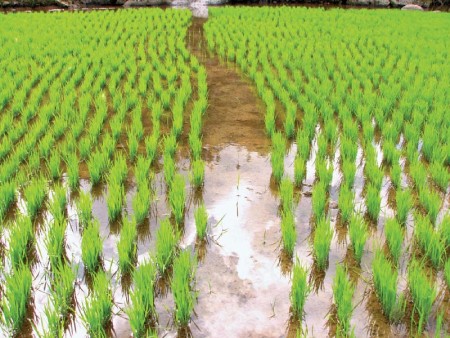 راهنمای کاشت برنج در شالیزار و گلدان