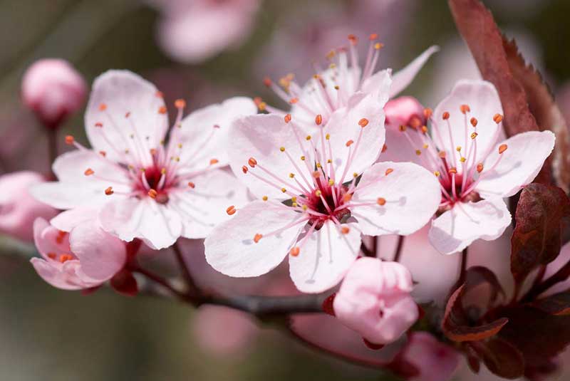 شکوفه‌ گیلاس