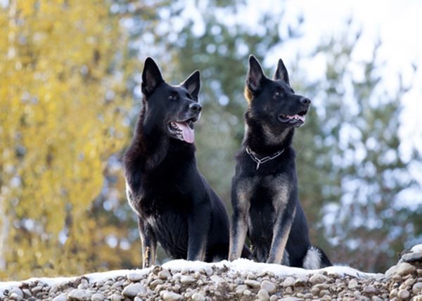 بهترین نژادهای سگ نگهبان کدام هستند