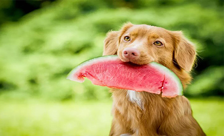میوه های مناسب برای سگ ها