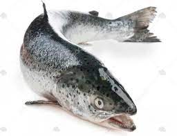 تكثير و پرورش ماهی قزل‌آلا