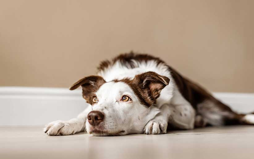 پیشگیری از استرس و اضطراب تنهایی سگ