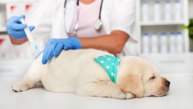 واکسیناسیون سگ خانگی
