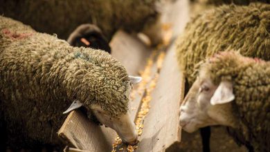 درمان اسیدوز گوسفند