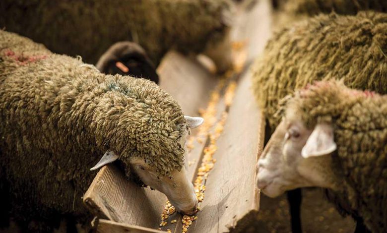 درمان اسیدوز گوسفند