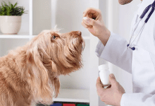 آنتی بیوتیک حیوانات خانگی