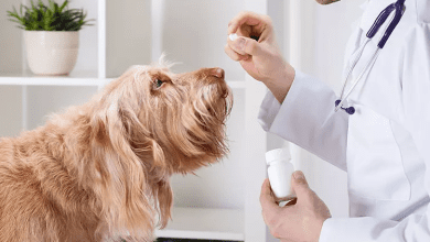 آنتی بیوتیک حیوانات خانگی