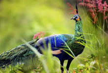 بررسی طاووس + تصاویر