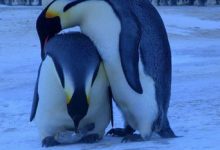 بررسی پنگوئن ها
