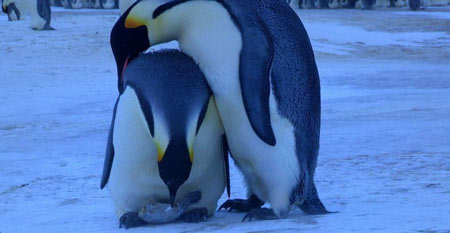 بررسی پنگوئن ها
