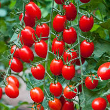 روش ساخت گلخانه گوجه فرنگی