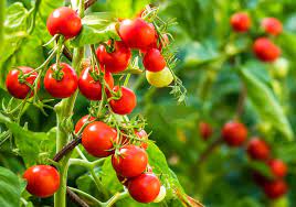 هر بوته گوجه گلخانه ای چقدر محصول می دهد