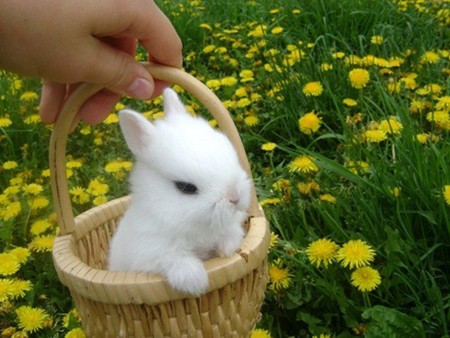 غذا و مکان مناسب نگهداری از خرگوش ها,روش نظافت مکان خرگوش