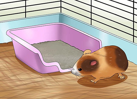 آموزش شستن همستر, مراحل حمام کردن همستر