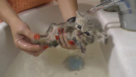 آموزش شستن حیوانات خانگی, راهنمای شستن گربه