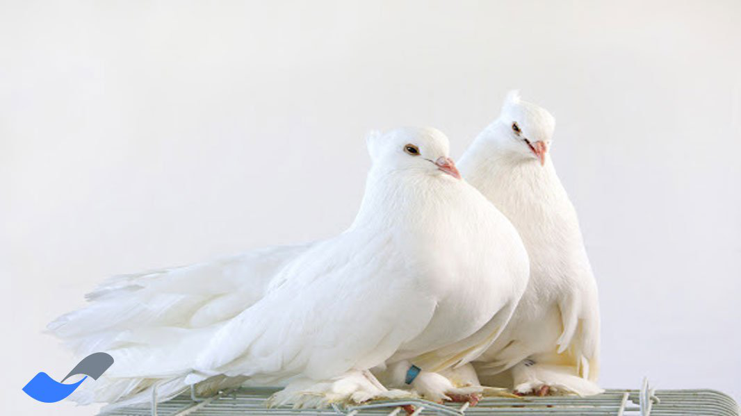 نژادهای کبوتر در ایران