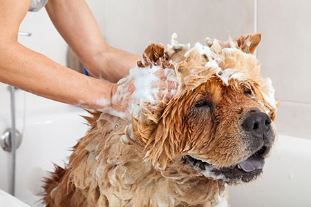 درمان خانگی خارش حیوانات خانگی, پیشگیری از بروز خارش پوست حیوان خانگی, درمان خارش بدن سگ