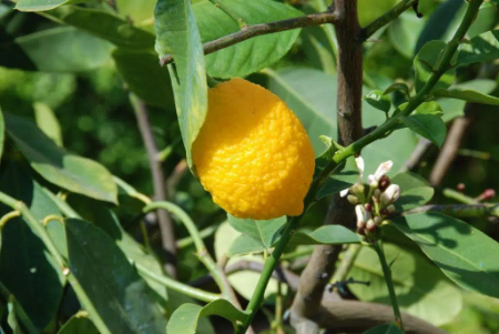 بیماری‌های درخت لیمو